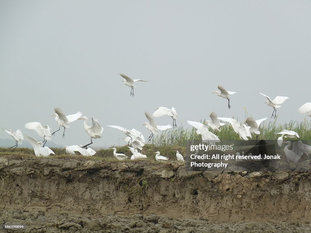 Flock of birds