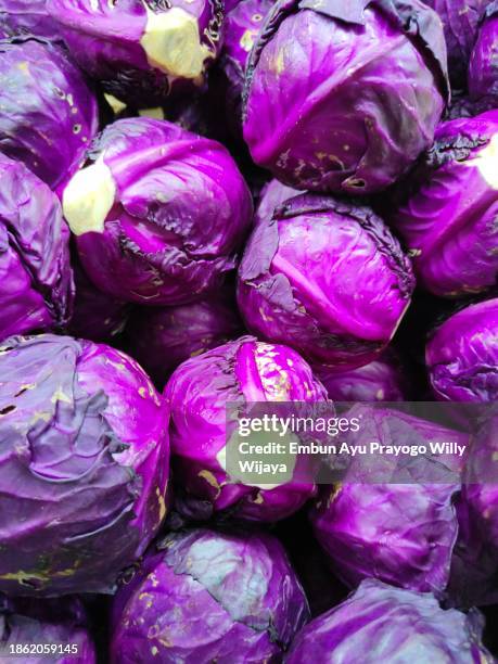 purple cabbage - red cabbage stock pictures, royalty-free photos & images