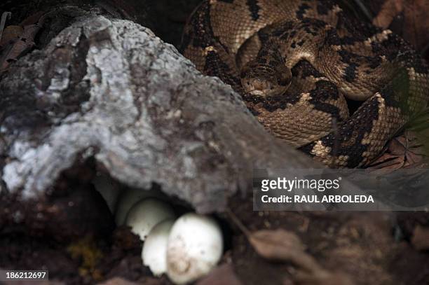 Warty Snake is seen next to its eggs at the Serpentarium of the University of Antioquia in Medellin, Antioquia department, Colombia on October 29,...