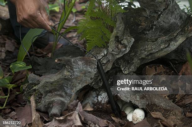 Technician checks the temperature of the eggs of a Warty Snake , at the Serpentarium of the University of Antioquia in Medellin, Antioquia...