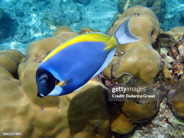 powder blue surgeonfish (acanthurus leucosternon), fihalhohi island, maldives - powder blue tang stockfoto's en -beelden