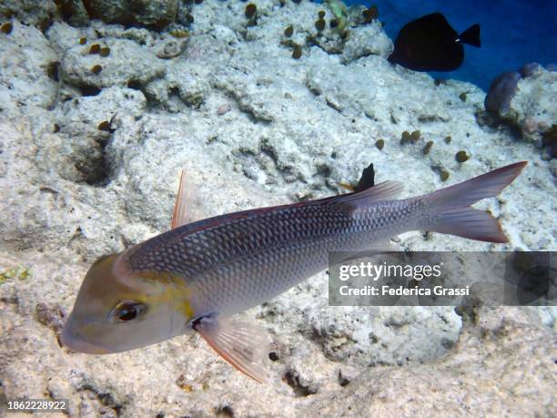 humpnose big-eye bream (monotaxis grandoculis) - humpnose bigeye bream stock pictures, royalty-free photos & images