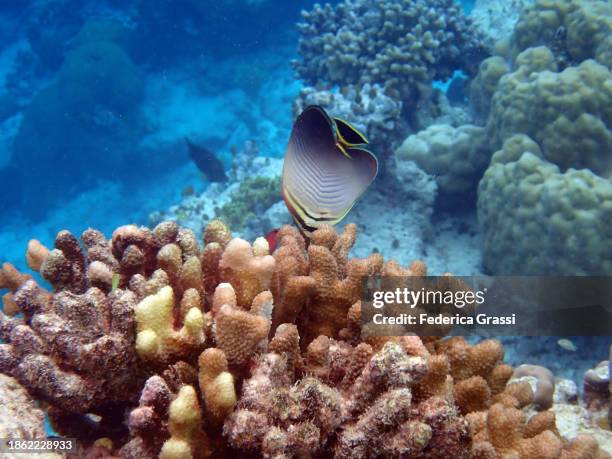 Large Triangular Fish 15 Triangular Butterflyfish Stock Photos, High-Res Pictures, and Images ...