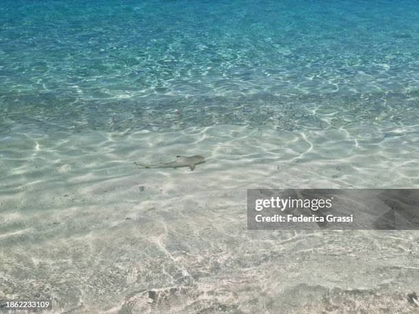 shoal of small fish (silver sprat, spratelloides gracilis) in maldivian lagoon - silver shark - fotografias e filmes do acervo