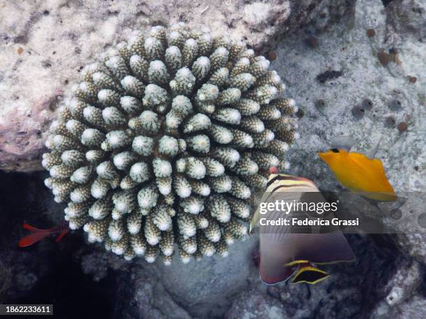 Large Triangular Fish 16 Triangular Butterflyfish Stock Photos, High-Res Pictures, and Images ...