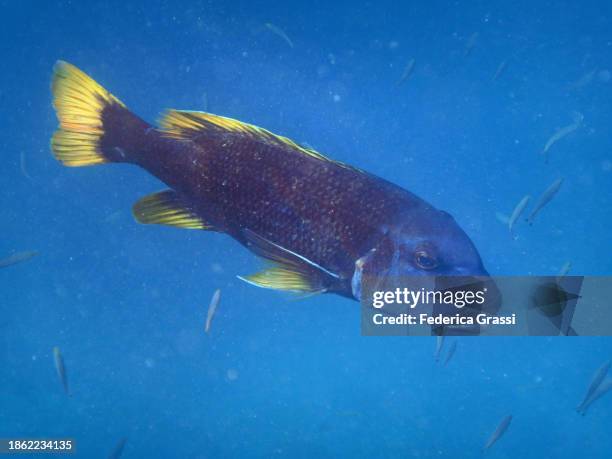 orange spotted emperor (lethrinus erythracanthus) - lethrinus stock pictures, royalty-free photos & images
