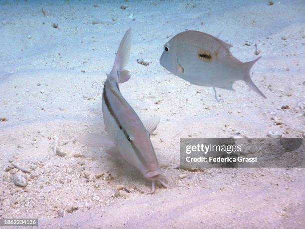 dash-and-dot-goatfish (parupeneus barberinus) and emperor bream (lethrinus harak) - lethrinus stock pictures, royalty-free photos & images