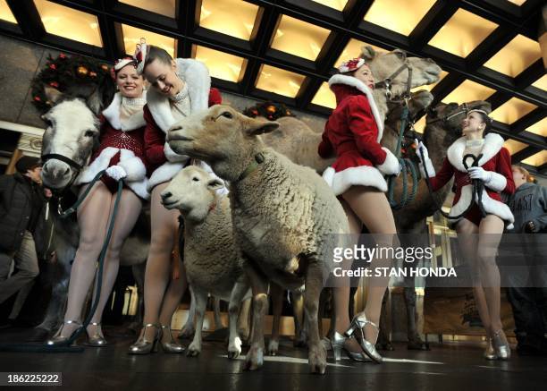 Donkey, two sheep and three camels pose with Rockettes outside Radio City Music Hall Hall before their first day of rehearsals for the 2013 "Radio...