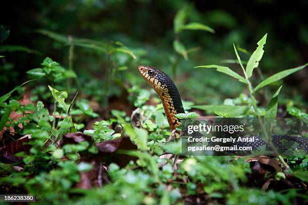 giant madagascan hognose snake - hognose snake fotografías e imágenes de stock