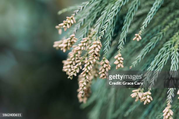 japanese cedar foliage - cryptomeria japonica stock pictures, royalty-free photos & images