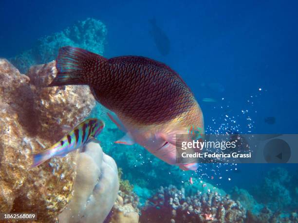 blackeye thicklip wrasse or half-and-half wrasse (hemigymnus melapterus) on fihalhohi island coral reef, maldives - wrasses stock pictures, royalty-free photos & images