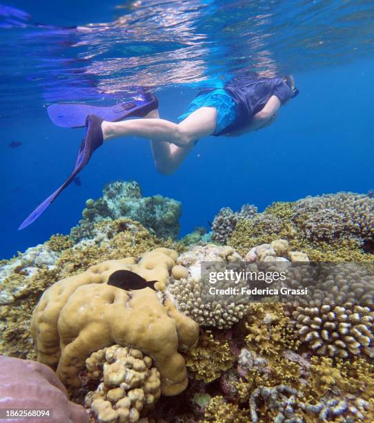 senior man snorkeling on maldivian coral reef - india wild life stock pictures, royalty-free photos & images