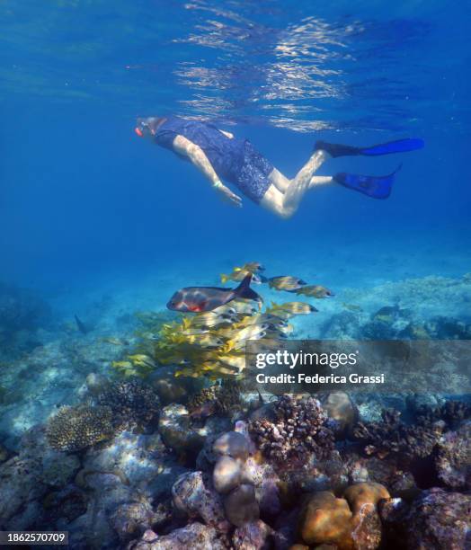 senior man snorkeling in maldivian lagoon with shoal of yellow snapper - india wild life stock pictures, royalty-free photos & images