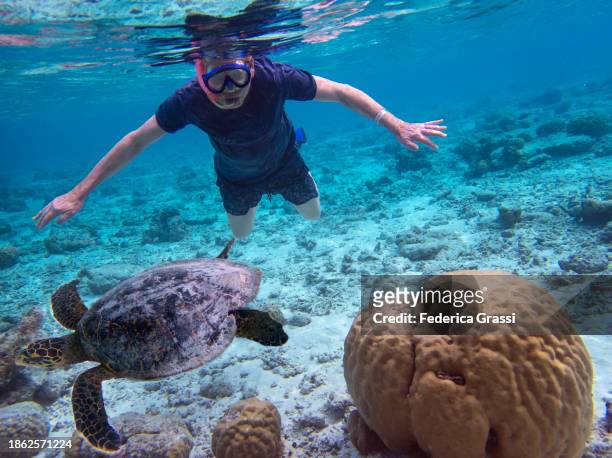 senior man snorkeling on maldivian coral reef with sea turtle - india wild life stock pictures, royalty-free photos & images