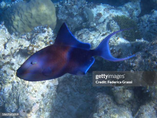 Trigger Fish Red 84 Red Toothed Triggerfish Stock Photos, High-Res Pictures, and Images ...