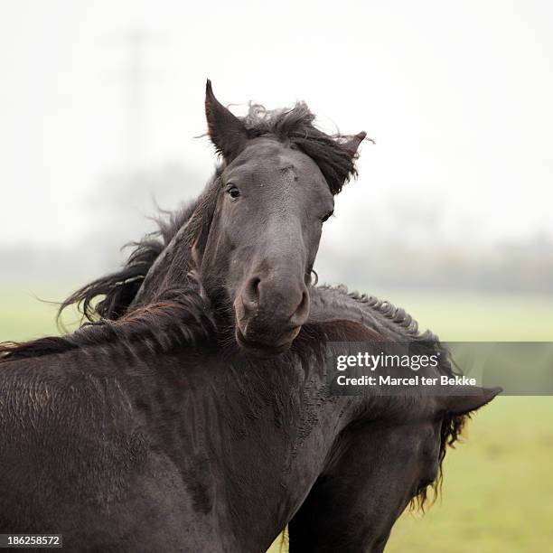 two horses playing - friesland stock pictures, royalty-free photos & images