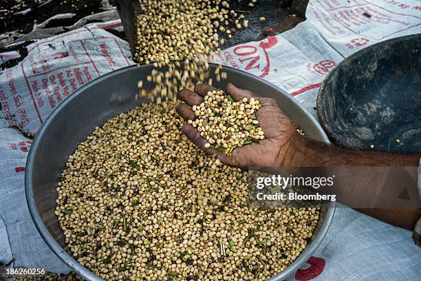 Farmer holds a handful of threshed soybeans as they are collected in a bowl during a crop harvest at a farm in the district of Burhanpur, Madhya...