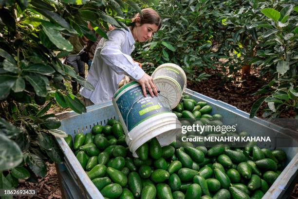 An Israeli volunteer takes part in the avocado fruit harvest at a plantation near Kibbutz Erez close to the border with the Gaza Strip in southern...