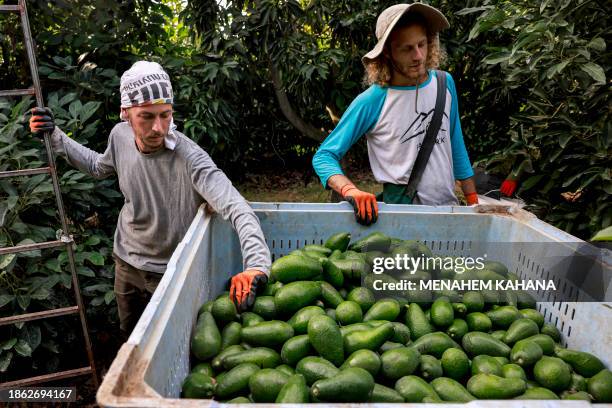 Israeli volunteers take part in the avocado fruit harvest at a plantation near Kibbutz Erez close to the border with the Gaza Strip in southern...