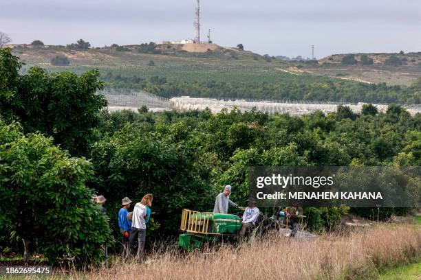 Israeli volunteers gather for the avocado fruit harvest at a plantation near Kibbutz Erez close to the border with the Gaza Strip in southern Israel...
