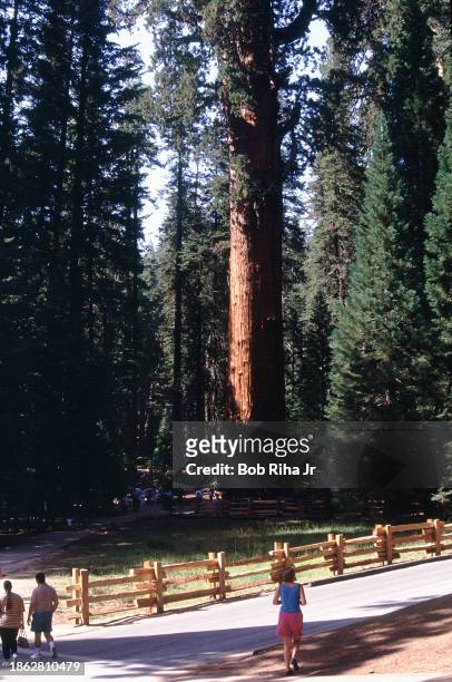 Travelers viewing Giant Sequoia Trees inside Sequoia National Park, Circa August 1, 1986 near Three Rivers, California.