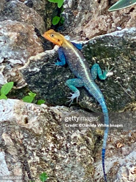 rainbow agama lizard - parc national de tsavo est photos et images de collection