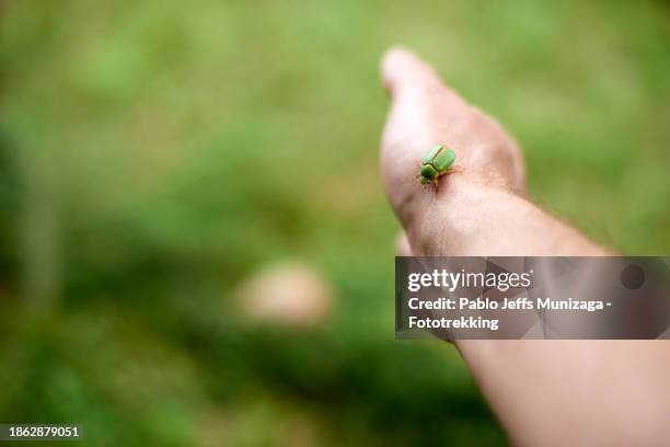 Leaf Insect Hand 1,202 South American Beetles Stock Photos, High-Res Pictures, and ...