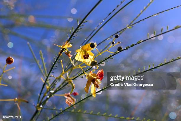 after the rain - getty museum stock pictures, royalty-free photos & images