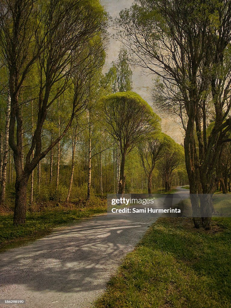 A tree-lined road in spring