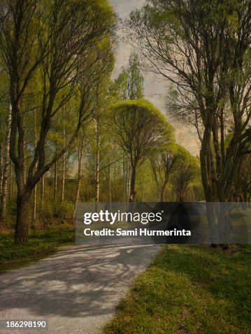 A tree-lined road in spring A tree-lined road in spring