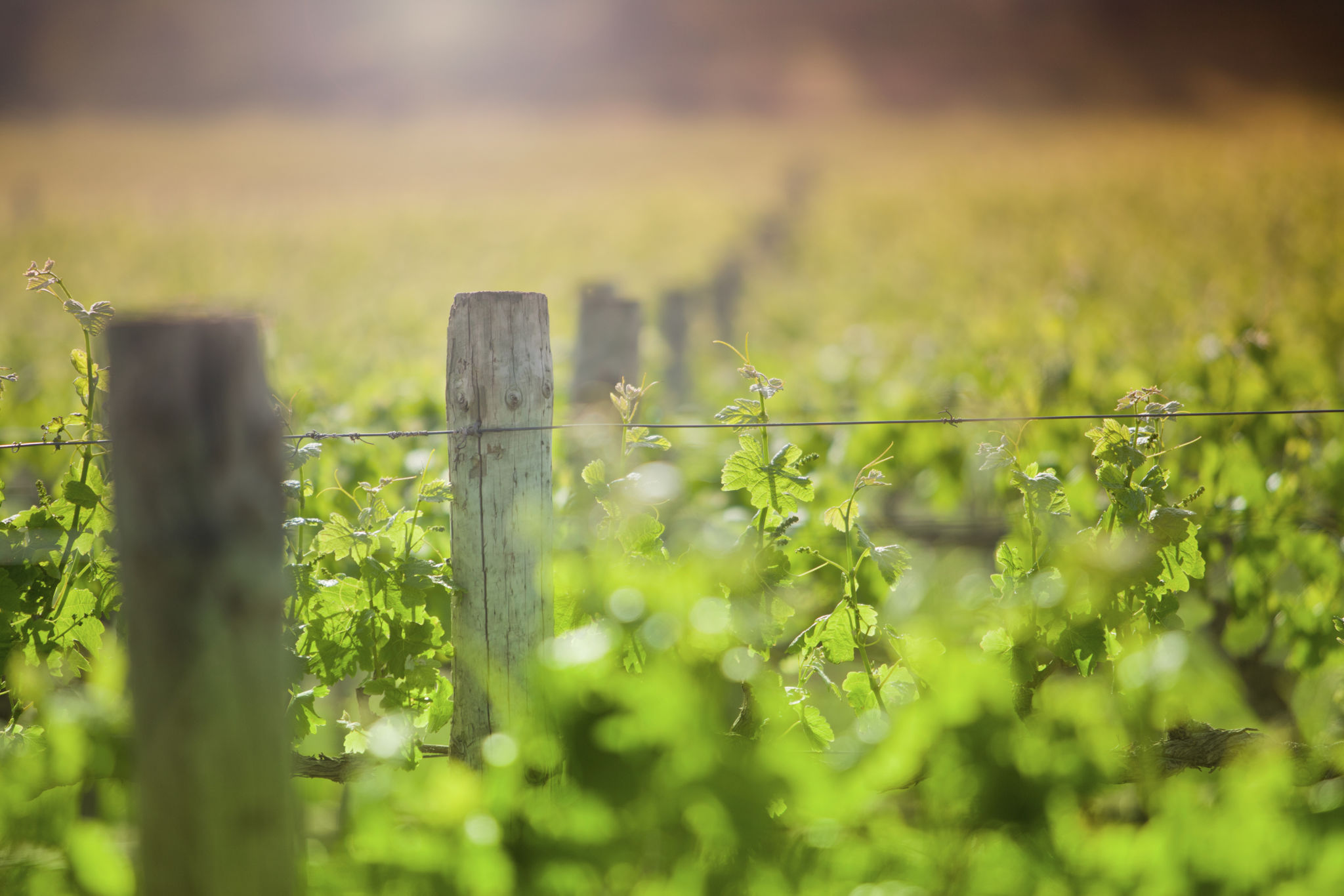 barossa valley summer
