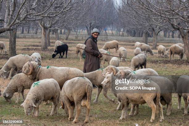 Kashmiri shepherd seen looking on while grazing his herd of sheep on a cold winter day in the outskirts of Srinagar.