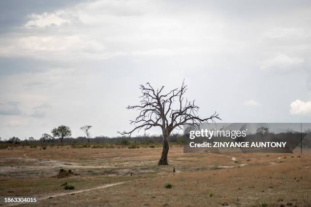 Cranes forage on the grounds of a dried watering hole in Hwange National Park in Hwange, northern Zimbabwe on December 16, 2023. The 14,600 square...