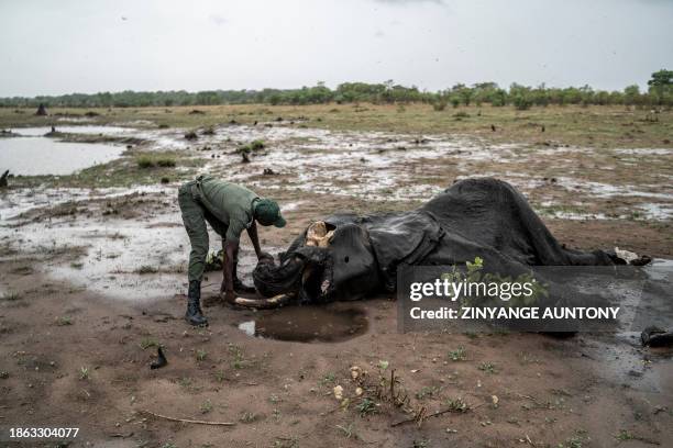 Game ranger Simba Marozva removes a tusk from a decomposed elephant which died of drought in Hwange National Park in Hwange, northern Zimbabwe on...