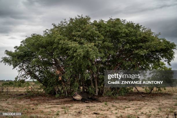 Decomposed elephant which died of drought lays next to trees in Hwange National Park in Hwange, northern Zimbabwe on December 16, 2023. The 14,600...