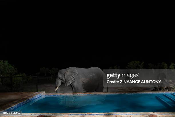 An elephant drinks water from a swimming pool at tented camp on the boundaries of Hwange National Park in Hwange, northern Zimbabwe on December 15,...