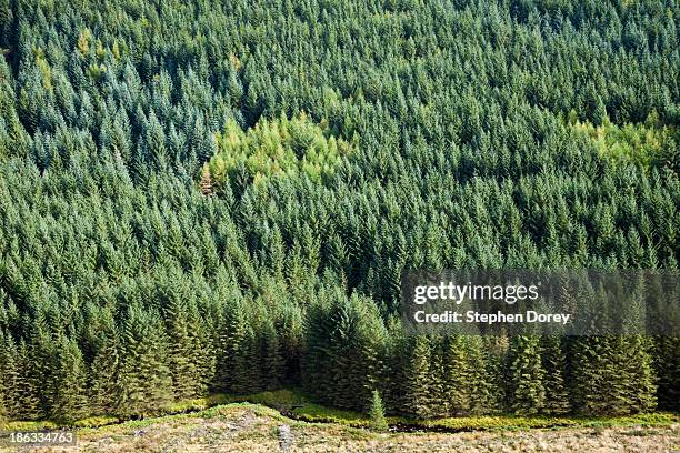 softwoods, cambrian mountains, wales uk - monti cambriani foto e immagini stock