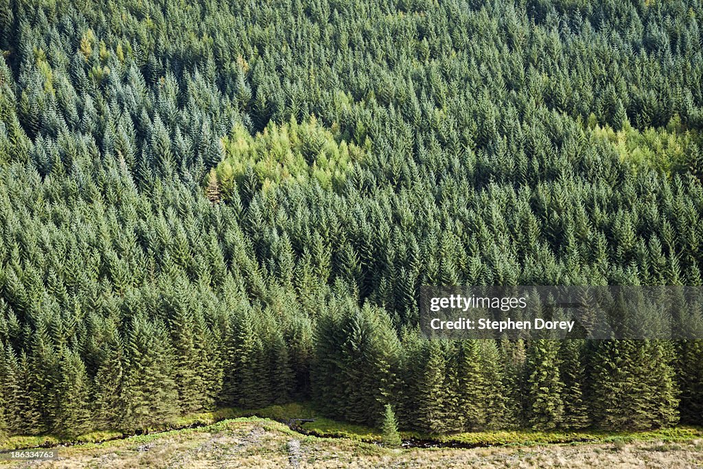 Softwoods, Cambrian Mountains, Wales UK