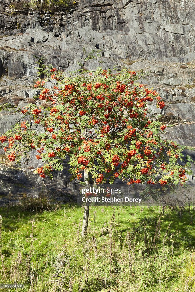 Mountain Ash tree, Sorbus Aucuparia, UK