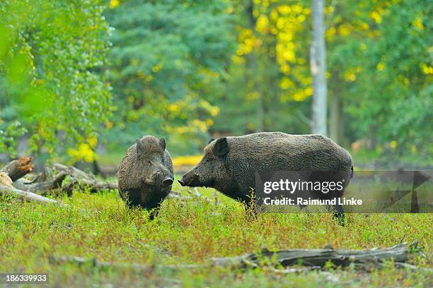 wild boar, sus scrofa - wildschwein stock-fotos und bilder