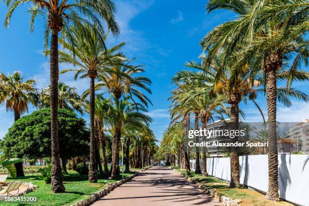 palm trees along boulevard de la croisette in cannes, côte d'azur, france - cannes france photos et images de collection