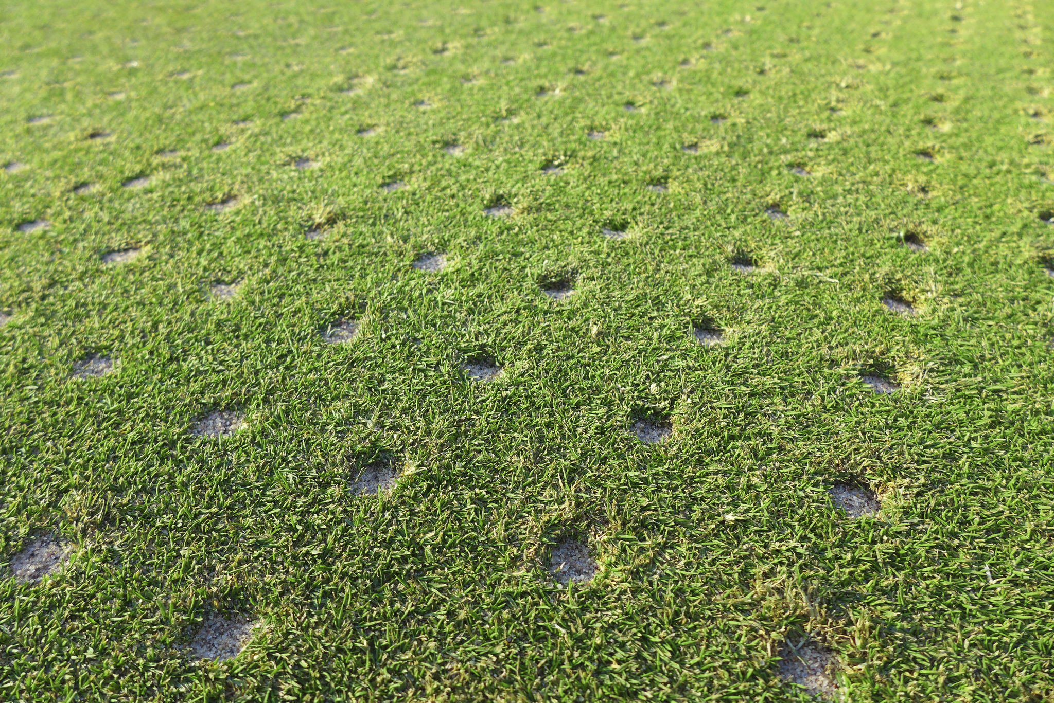 lawn problem diagnosis
