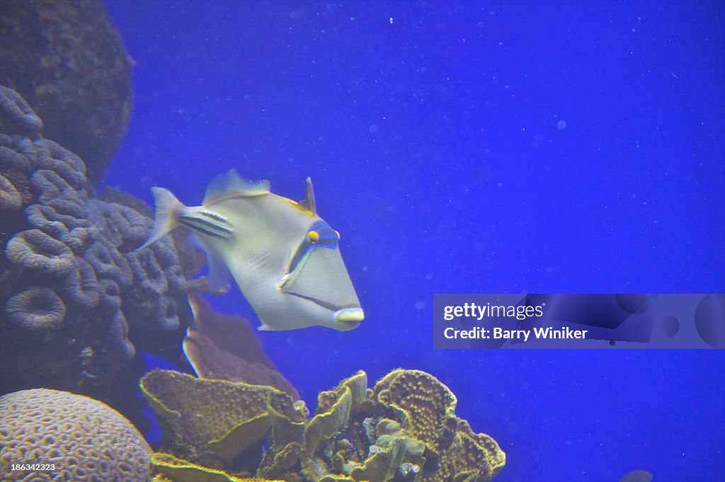 Funny-looking fish near coral reef