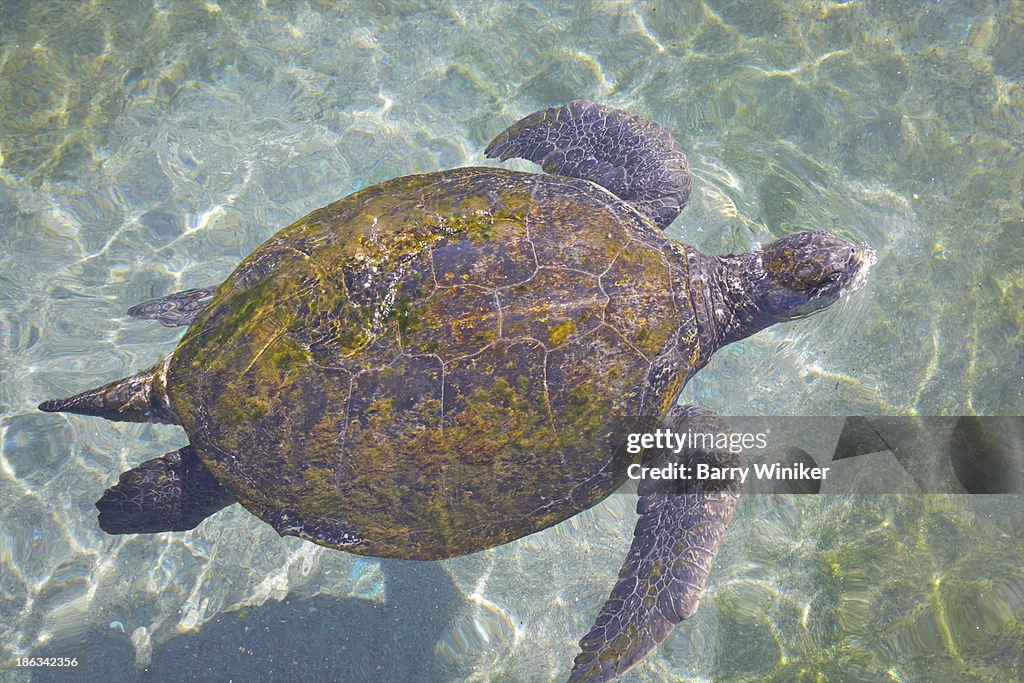 Overhead view of large sea turtle