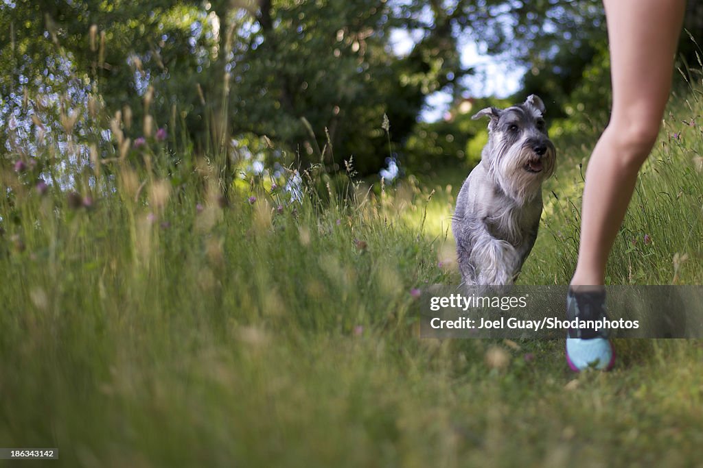 Schnauzer dog chasing jogging girl