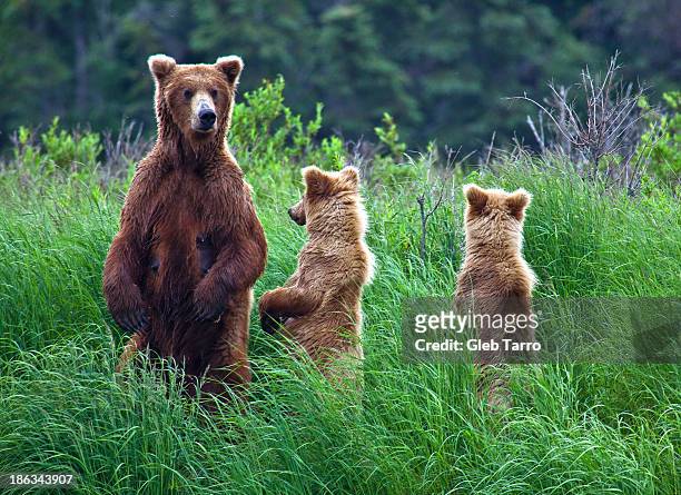 alaska female bear with cubs - animal family stock-fotos und bilder