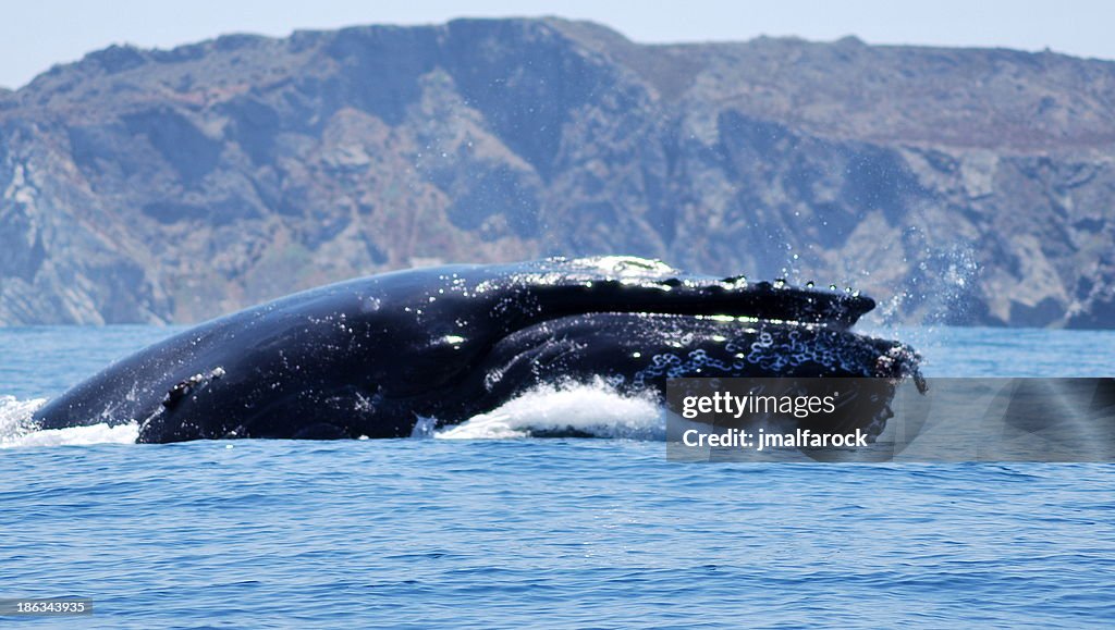 Ballena jorobada