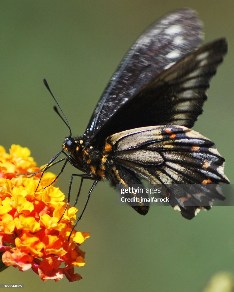 Mariposa