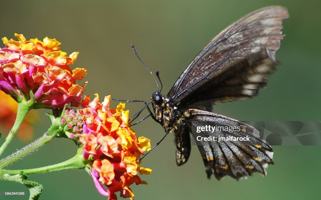 Mariposa