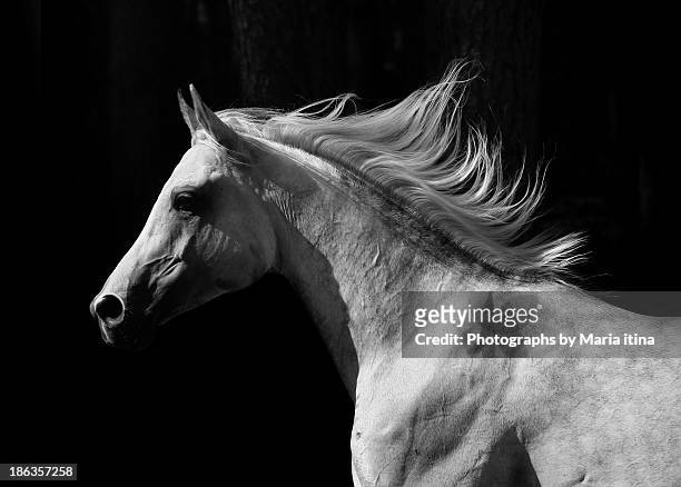 arab stallion - arab horse ストックフォトと画像